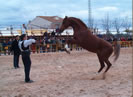 Paseos a caballo